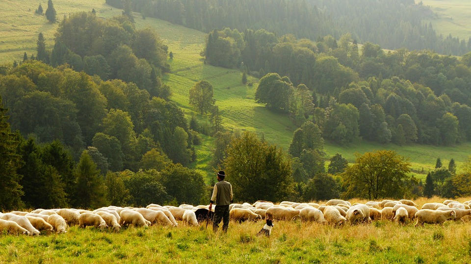 THE PRINCIPLE OF SHEPHERDING THE PEOPLE OF GOD